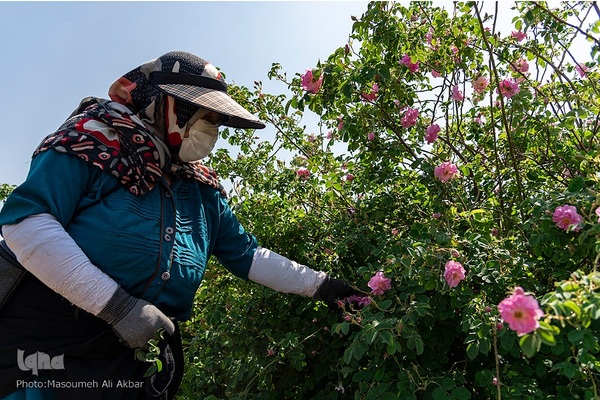 برداشت گل محمدی در ساوجبلاغ