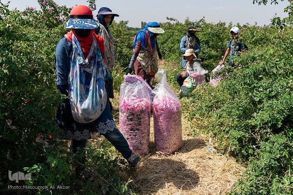 برداشت گل محمدی در ساوجبلاغ