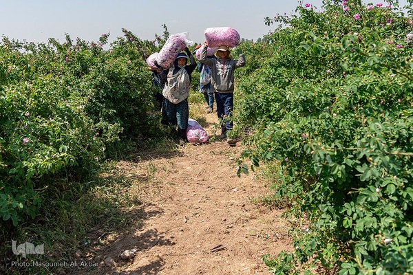 برداشت گل محمدی در ساوجبلاغ