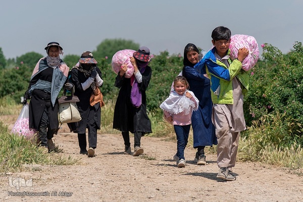 برداشت گل محمدی در ساوجبلاغ