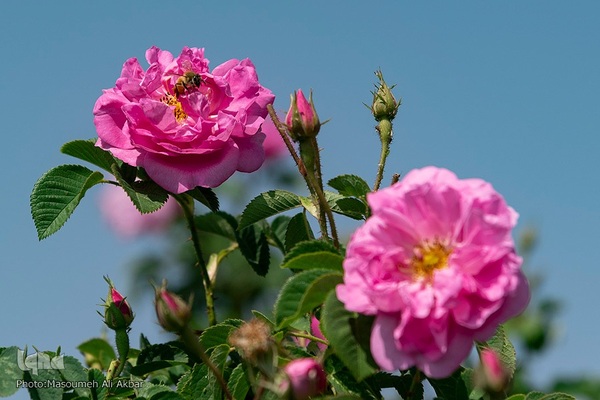 برداشت گل محمدی در ساوجبلاغ