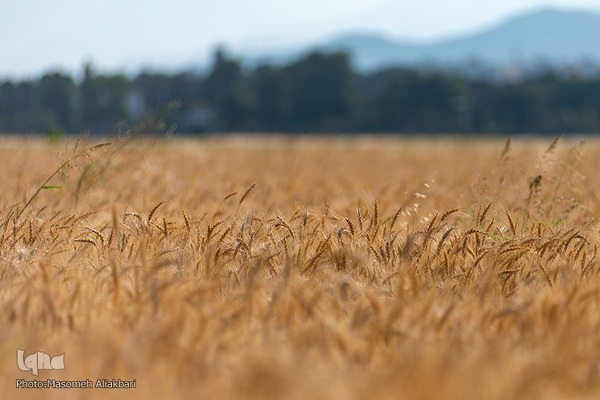 جشن شکرگزاری برداشت گندم‎