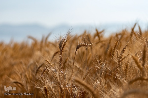 جشن شکرگزاری برداشت گندم‎