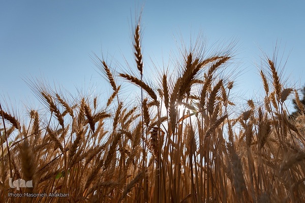 جشن شکرگزاری برداشت گندم‎