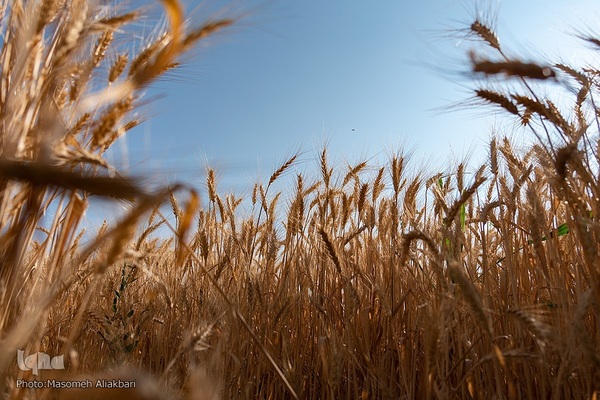 جشن شکرگزاری برداشت گندم‎