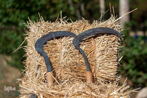 جشن شکرگزاری برداشت گندم‎