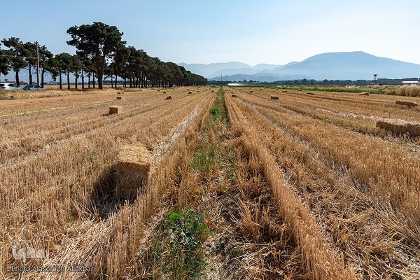 جشن شکرگزاری برداشت گندم‎