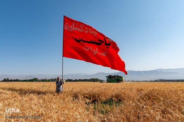 جشن شکرگزاری برداشت گندم‎