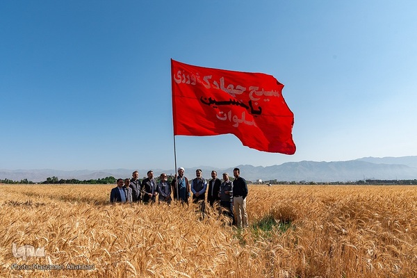 جشن شکرگزاری برداشت گندم‎