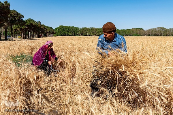 جشن شکرگزاری برداشت گندم‎