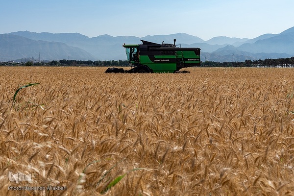 جشن شکرگزاری برداشت گندم‎