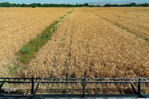 جشن شکرگزاری برداشت گندم‎