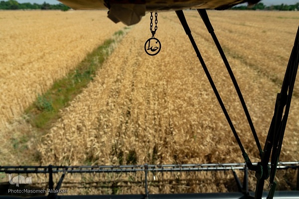 جشن شکرگزاری برداشت گندم‎