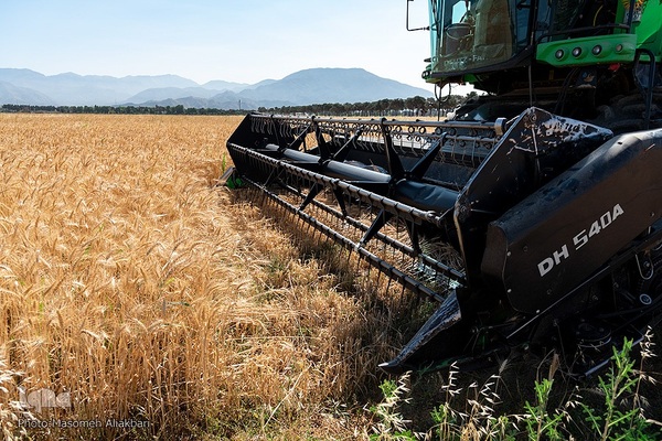 جشن شکرگزاری برداشت گندم‎