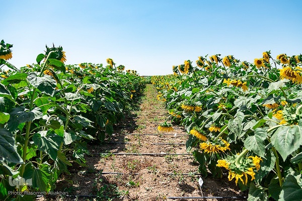 مزرعه تحقیقاتی آفتابگردان مؤسسه تات‎