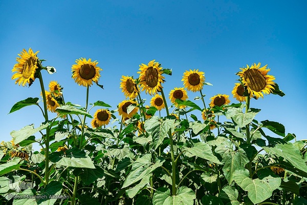 مزرعه تحقیقاتی آفتابگردان مؤسسه تات‎