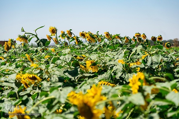 مزرعه تحقیقاتی آفتابگردان مؤسسه تات‎