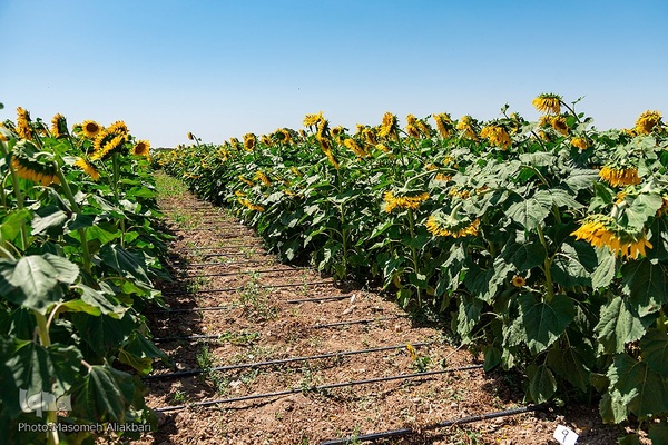 مزرعه تحقیقاتی آفتابگردان مؤسسه تات‎