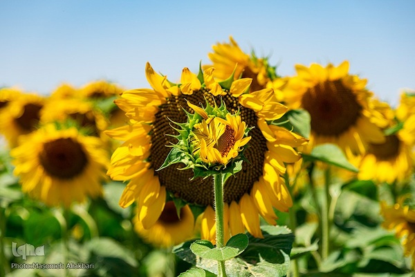 مزرعه تحقیقاتی آفتابگردان مؤسسه تات‎