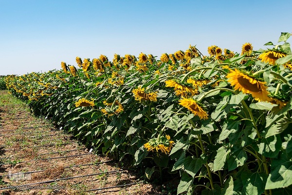 مزرعه تحقیقاتی آفتابگردان مؤسسه تات‎