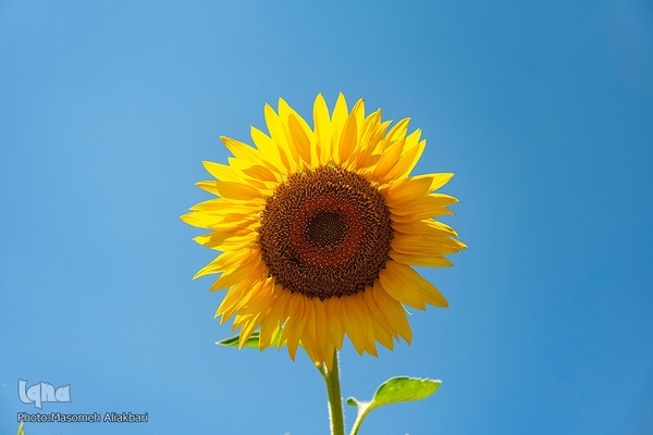 مزرعه تحقیقاتی آفتابگردان مؤسسه تات‎