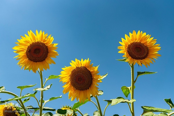 مزرعه تحقیقاتی آفتابگردان مؤسسه تات‎