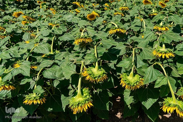 مزرعه تحقیقاتی آفتابگردان مؤسسه تات‎