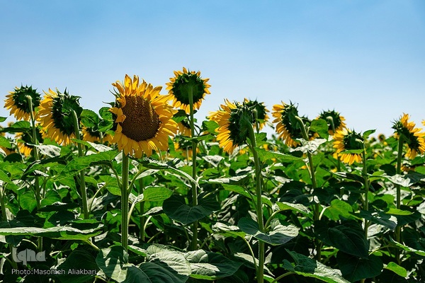 مزرعه تحقیقاتی آفتابگردان مؤسسه تات‎
