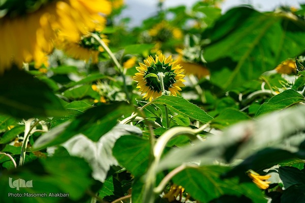 مزرعه تحقیقاتی آفتابگردان مؤسسه تات‎
