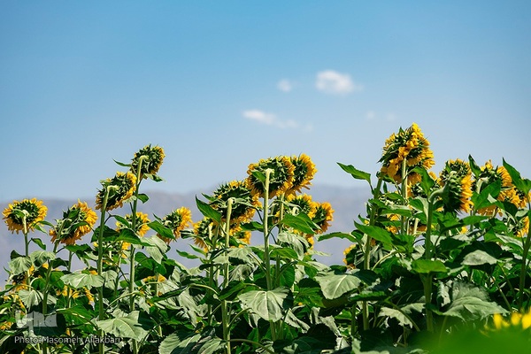مزرعه تحقیقاتی آفتابگردان مؤسسه تات‎