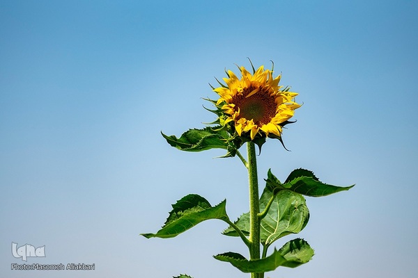 مزرعه تحقیقاتی آفتابگردان مؤسسه تات‎