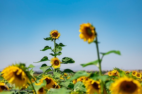 مزرعه تحقیقاتی آفتابگردان مؤسسه تات‎