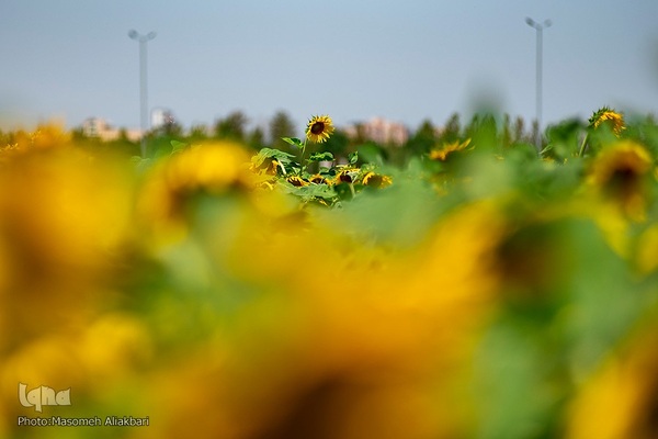 مزرعه تحقیقاتی آفتابگردان مؤسسه تات‎