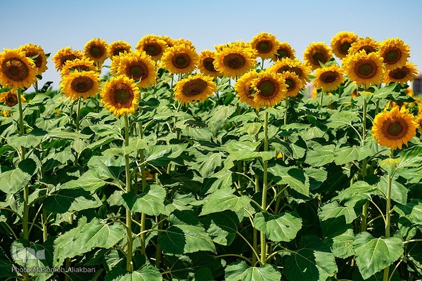 مزرعه تحقیقاتی آفتابگردان مؤسسه تات‎
