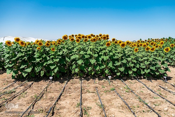 مزرعه تحقیقاتی آفتابگردان مؤسسه تات‎