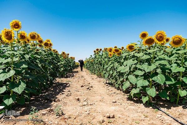 مزرعه تحقیقاتی آفتابگردان مؤسسه تات‎