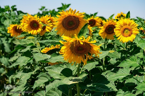 مزرعه تحقیقاتی آفتابگردان مؤسسه تات‎