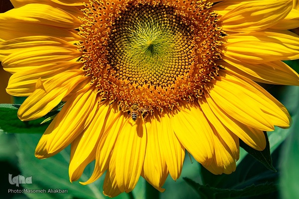 مزرعه تحقیقاتی آفتابگردان مؤسسه تات‎