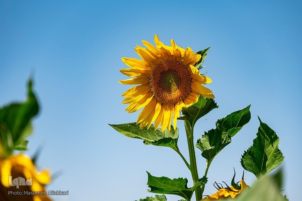 مزرعه تحقیقاتی آفتابگردان مؤسسه تات‎