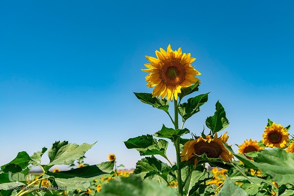 مزرعه تحقیقاتی آفتابگردان مؤسسه تات‎