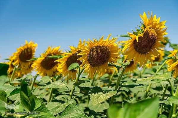 مزرعه تحقیقاتی آفتابگردان مؤسسه تات‎