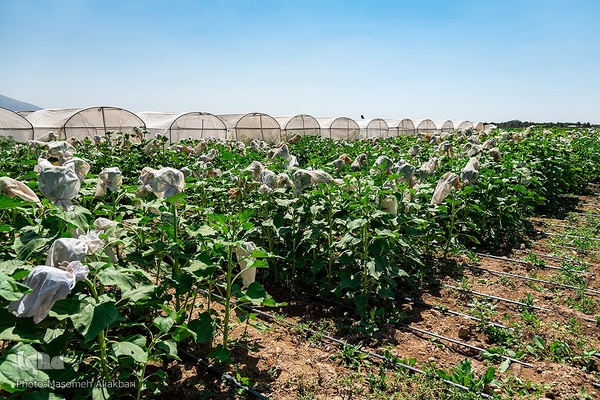 مزرعه تحقیقاتی آفتابگردان مؤسسه تات‎