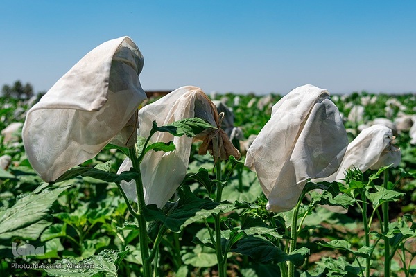 مزرعه تحقیقاتی آفتابگردان مؤسسه تات‎