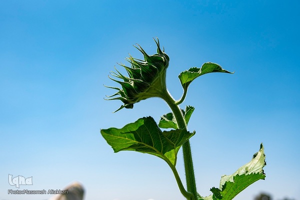 مزرعه تحقیقاتی آفتابگردان مؤسسه تات‎