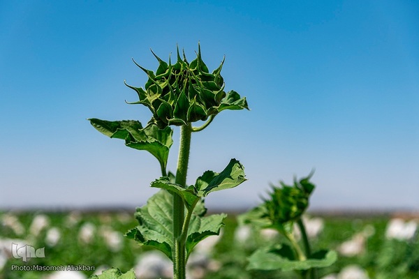 مزرعه تحقیقاتی آفتابگردان مؤسسه تات‎