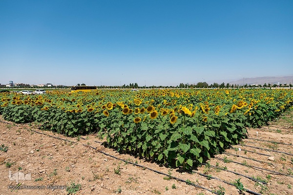 مزرعه تحقیقاتی آفتابگردان مؤسسه تات‎