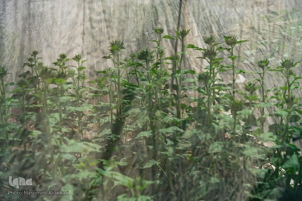 مزرعه تحقیقاتی آفتابگردان مؤسسه تات‎