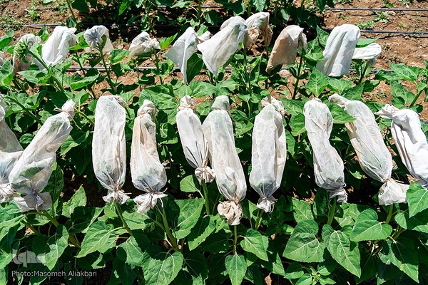 مزرعه تحقیقاتی آفتابگردان مؤسسه تات‎