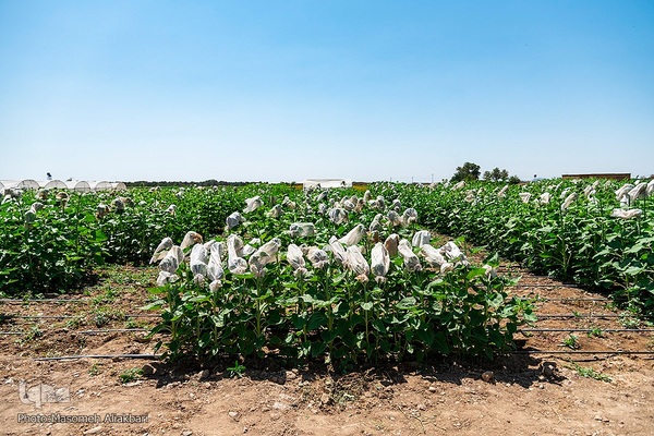 مزرعه تحقیقاتی آفتابگردان مؤسسه تات‎