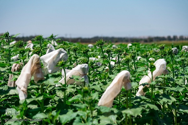 مزرعه تحقیقاتی آفتابگردان مؤسسه تات‎